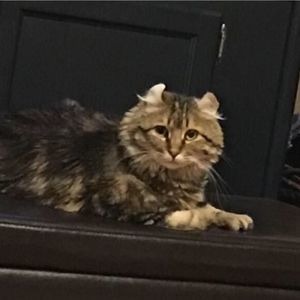 Meet your Posher, Sharon